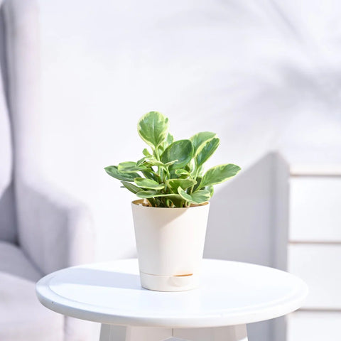 Peperomia Obtusifolia Variegated