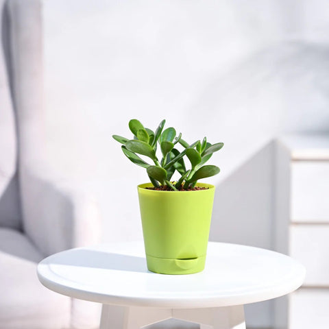 Crassula Ovata