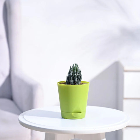 Haworthia Coarctata