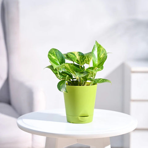 Money Plant Variegated
