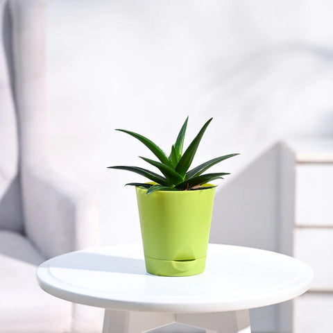 Aloe Vera Green Mini