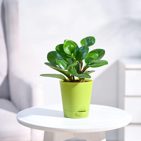 Peperomia Obtusifolia