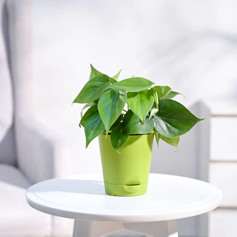 Philodendron Oxycardium Green