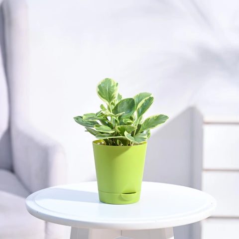 Peperomia Obtusifolia Variegated