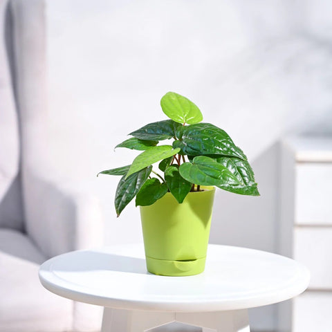 Betel Leaf