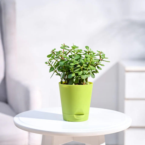 Jade Mini