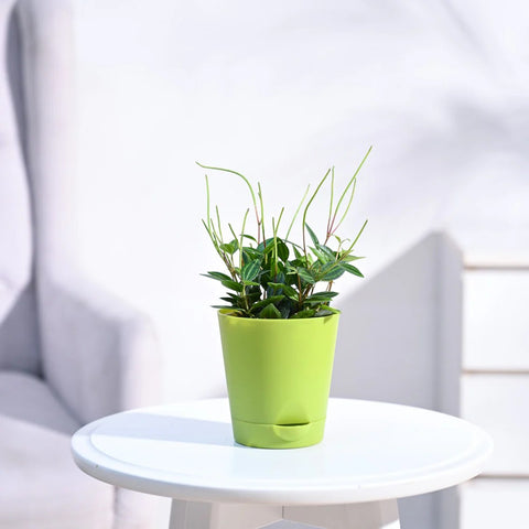 Peperomia Angulata
