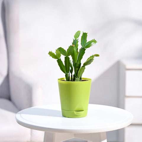 Christmas Cactus