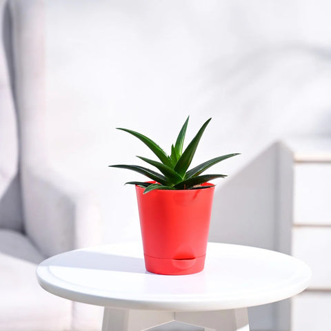 Aloe Vera Green Mini