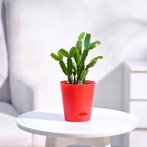 Christmas Cactus