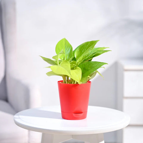 Money Plant Golden