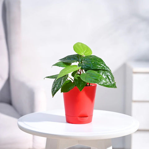 Betel Leaf