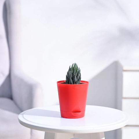 Haworthia Coarctata