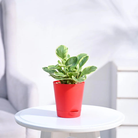 Peperomia Obtusifolia Variegated