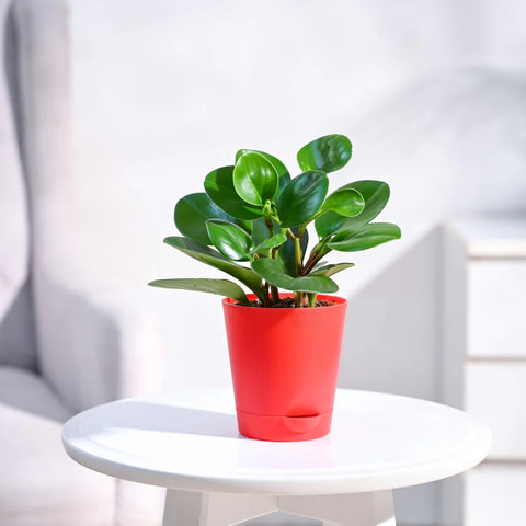 Peperomia Obtusifolia