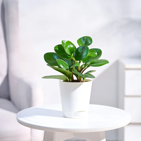 Peperomia Obtusifolia