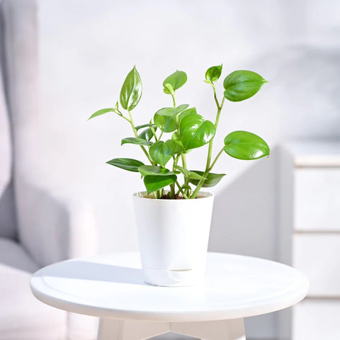 Peperomia Obtusifolia - Green