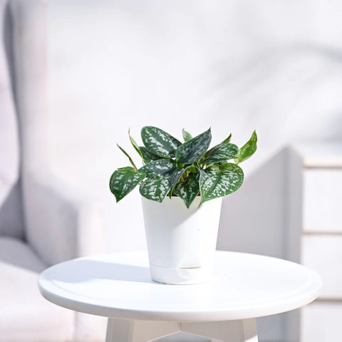 Money Plant Satin - Scindapsus Pictus Argyraeus