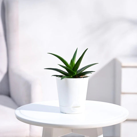 Aloe Vera Green Mini