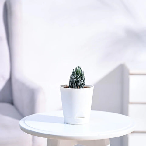 Haworthia Coarctata