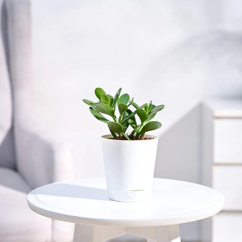 Crassula Ovata