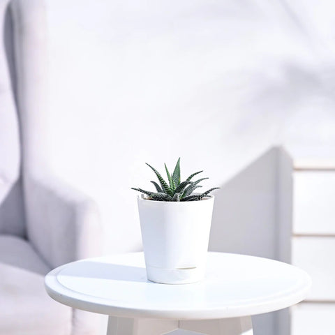 Haworthia Fasciata