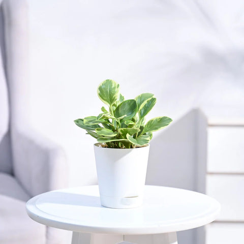 Peperomia Obtusifolia Variegated