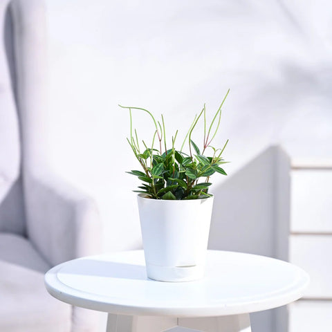 Peperomia Angulata