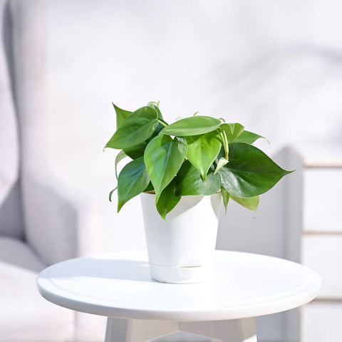 Philodendron Oxycardium Green