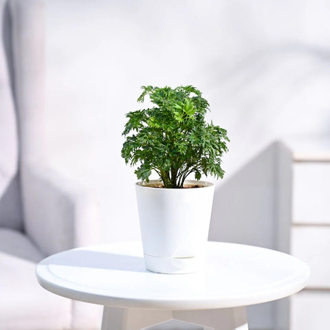 Aralia Golden