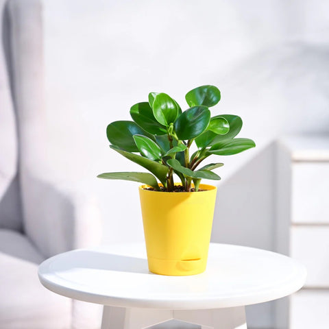 Peperomia Obtusifolia