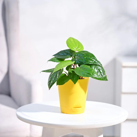 Betel Leaf