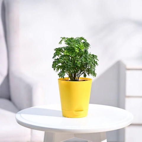 Aralia Golden