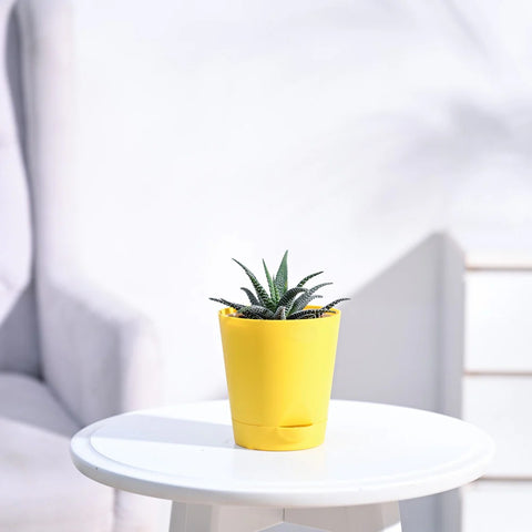 Haworthia Fasciata