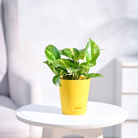 Money Plant Variegated