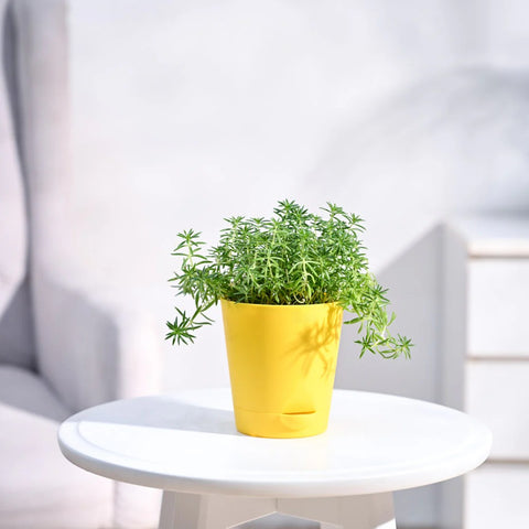 Golden Sedum