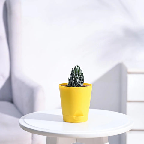 Haworthia Coarctata