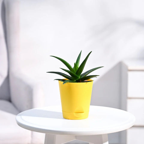 Aloe Vera Green Mini