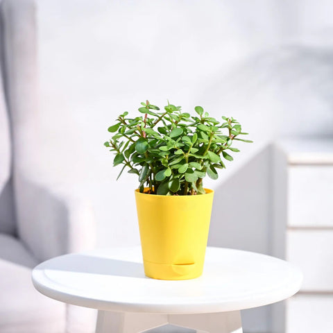 Jade Mini