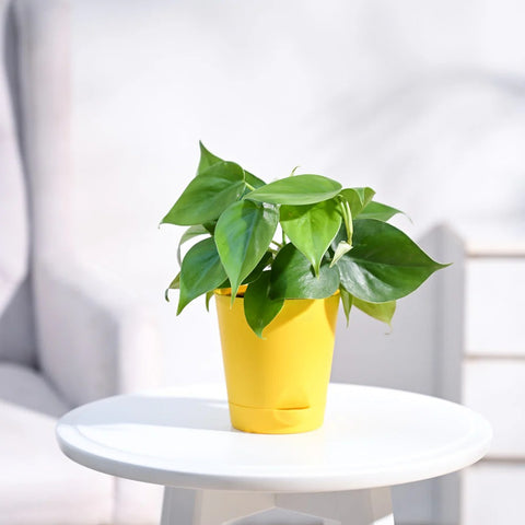 Philodendron Oxycardium Green