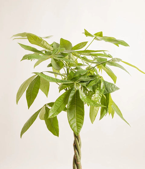 Money Tree XL