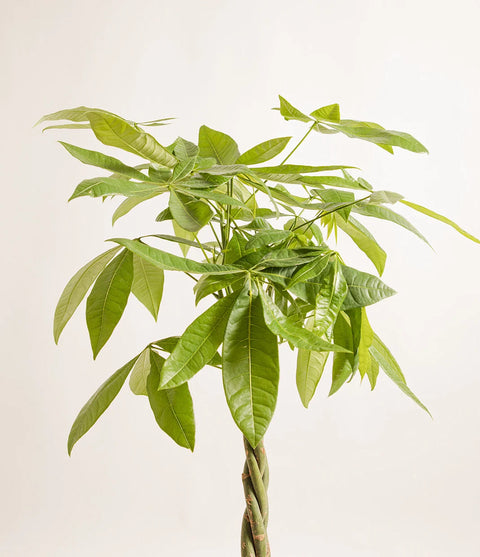 Money Tree