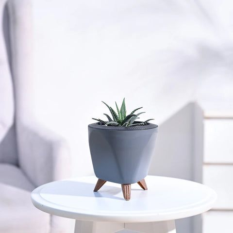 Haworthia Fasciata