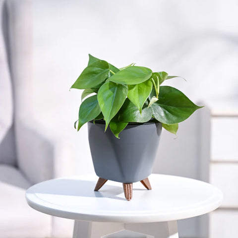 Philodendron Oxycardium Green