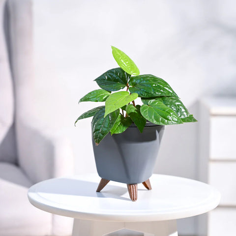 Betel Leaf
