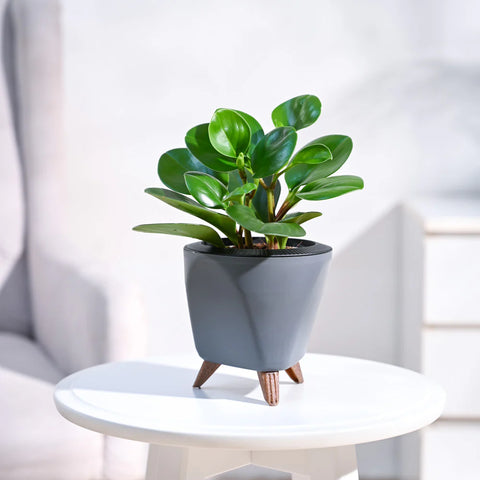Peperomia Obtusifolia