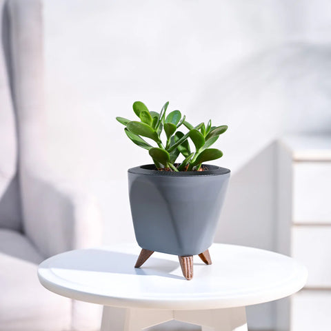Crassula Ovata