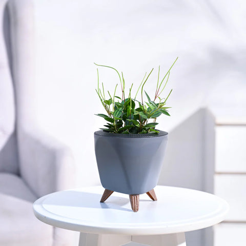 Peperomia Angulata