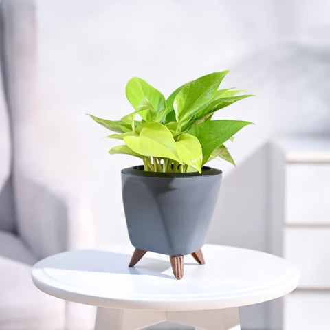 Money Plant Golden
