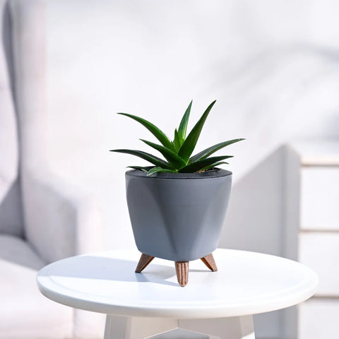 Aloe Vera Green Mini